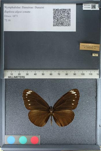 Media type: image;   Entomology 160980